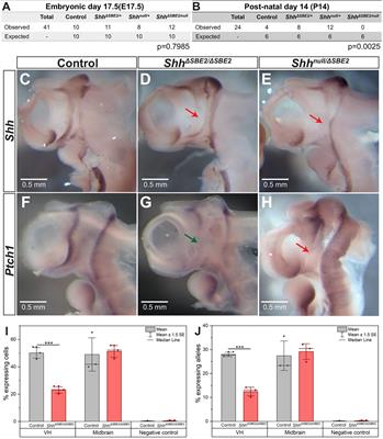 A Highly Conserved Shh Enhancer Coordinates Hypothalamic and Craniofacial Development